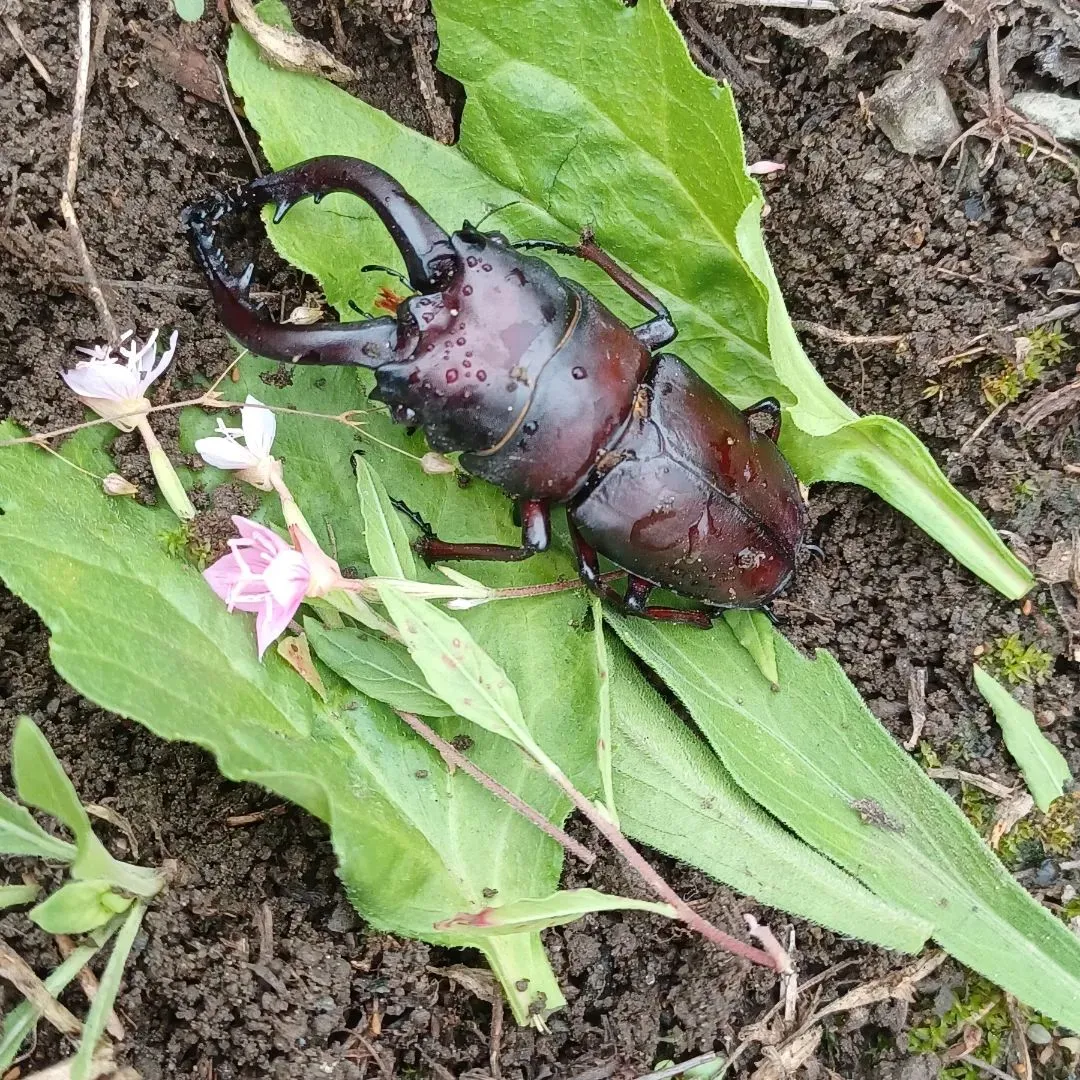 ノコギリクワガタ最期の晩餐