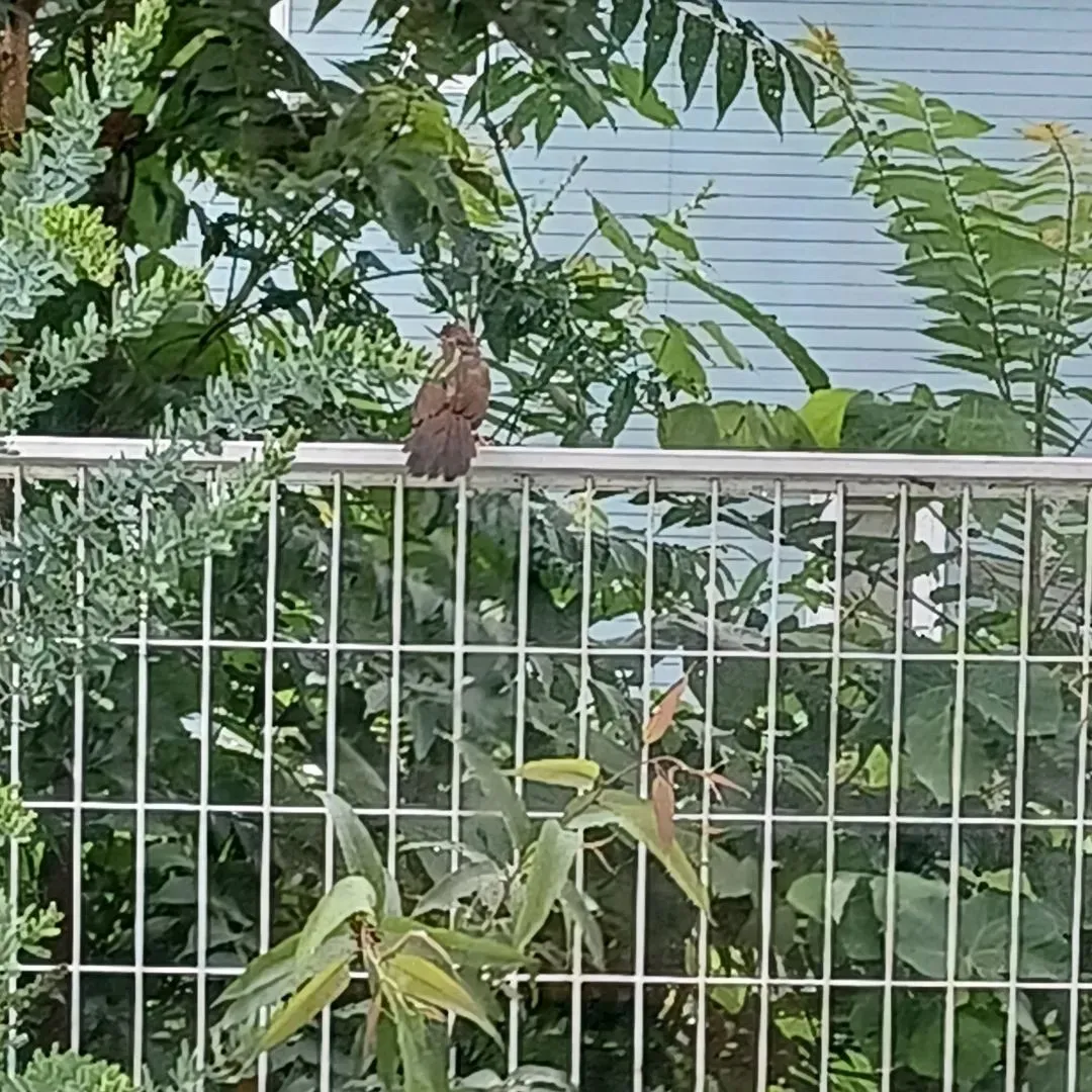 我が家にガビチョウ飛来