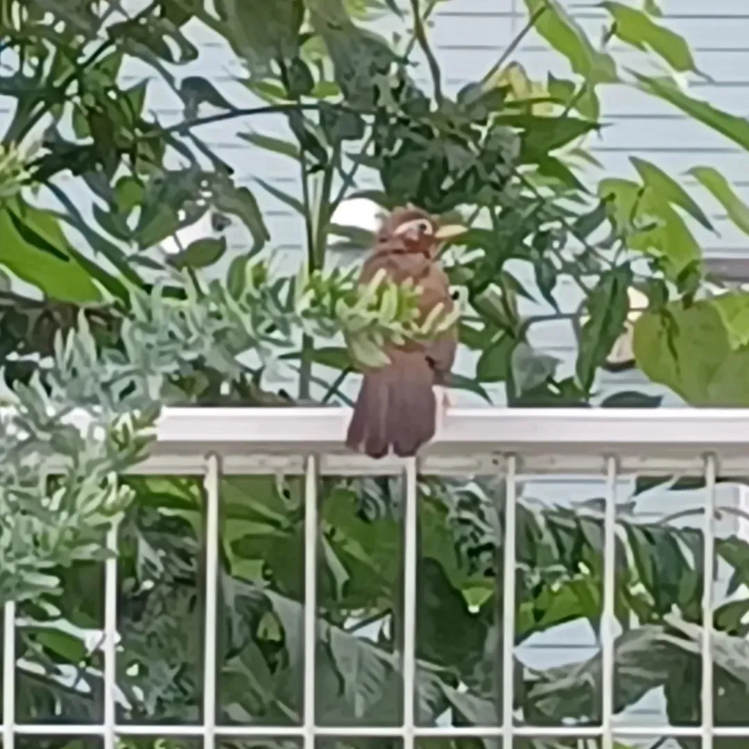 我が家にガビチョウ飛来