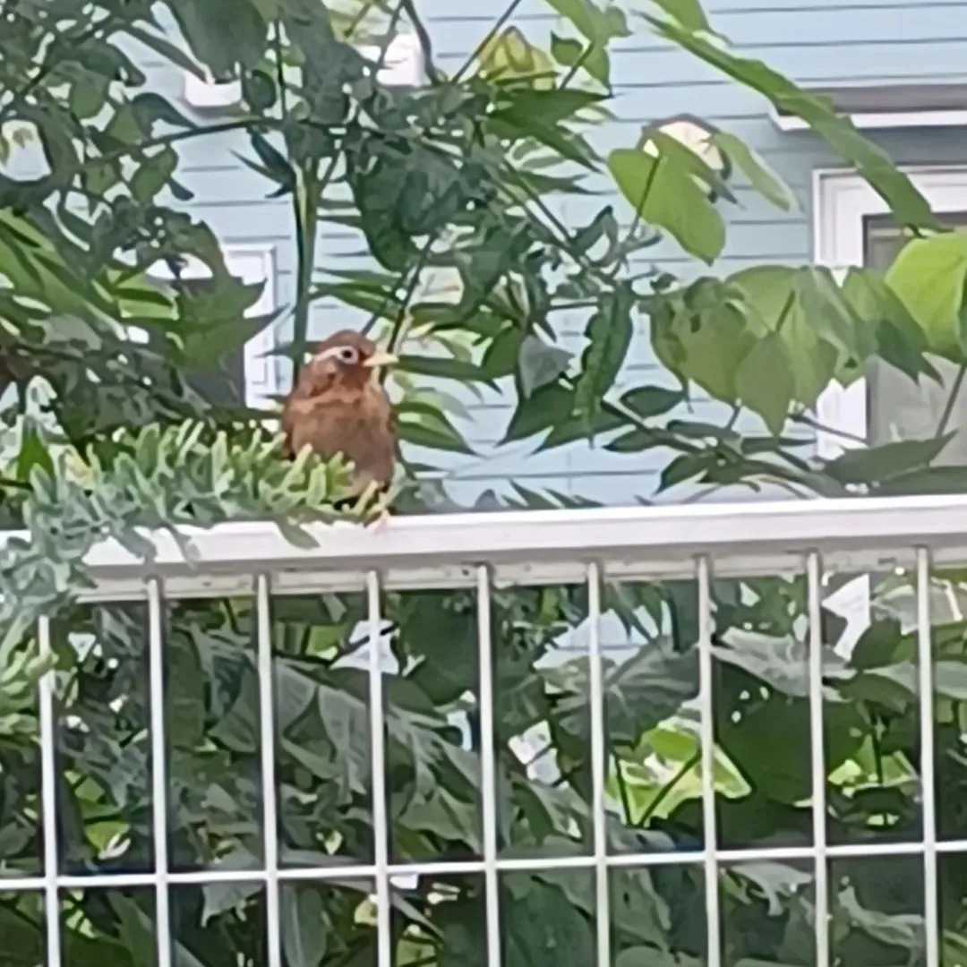 我が家にガビチョウ飛来