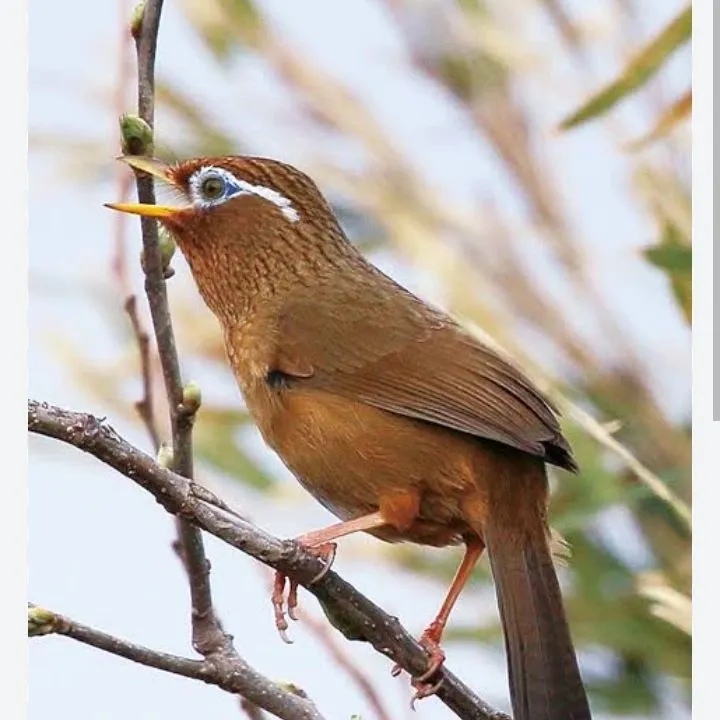 我が家にガビチョウ飛来