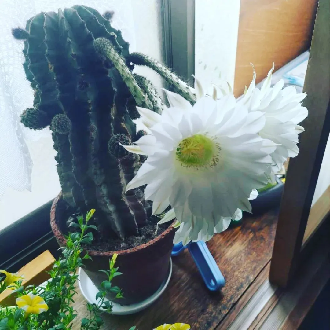 サボテン🌵の花🌸