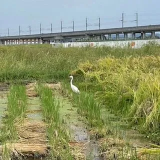 訪問看護帰りの畦道で。