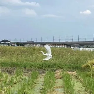 訪問看護帰りの畦道で。