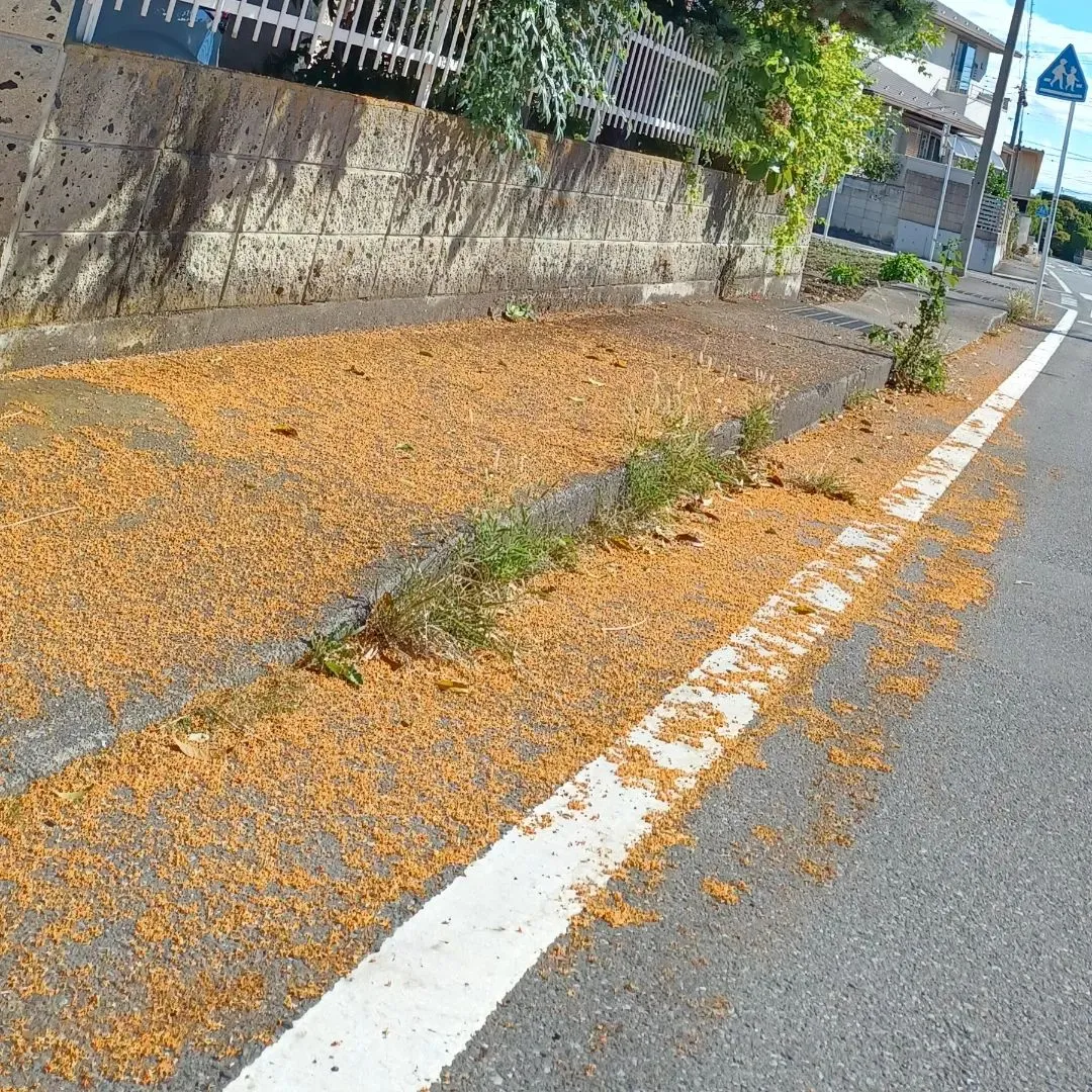 訪問看護移動中に癒しの香り