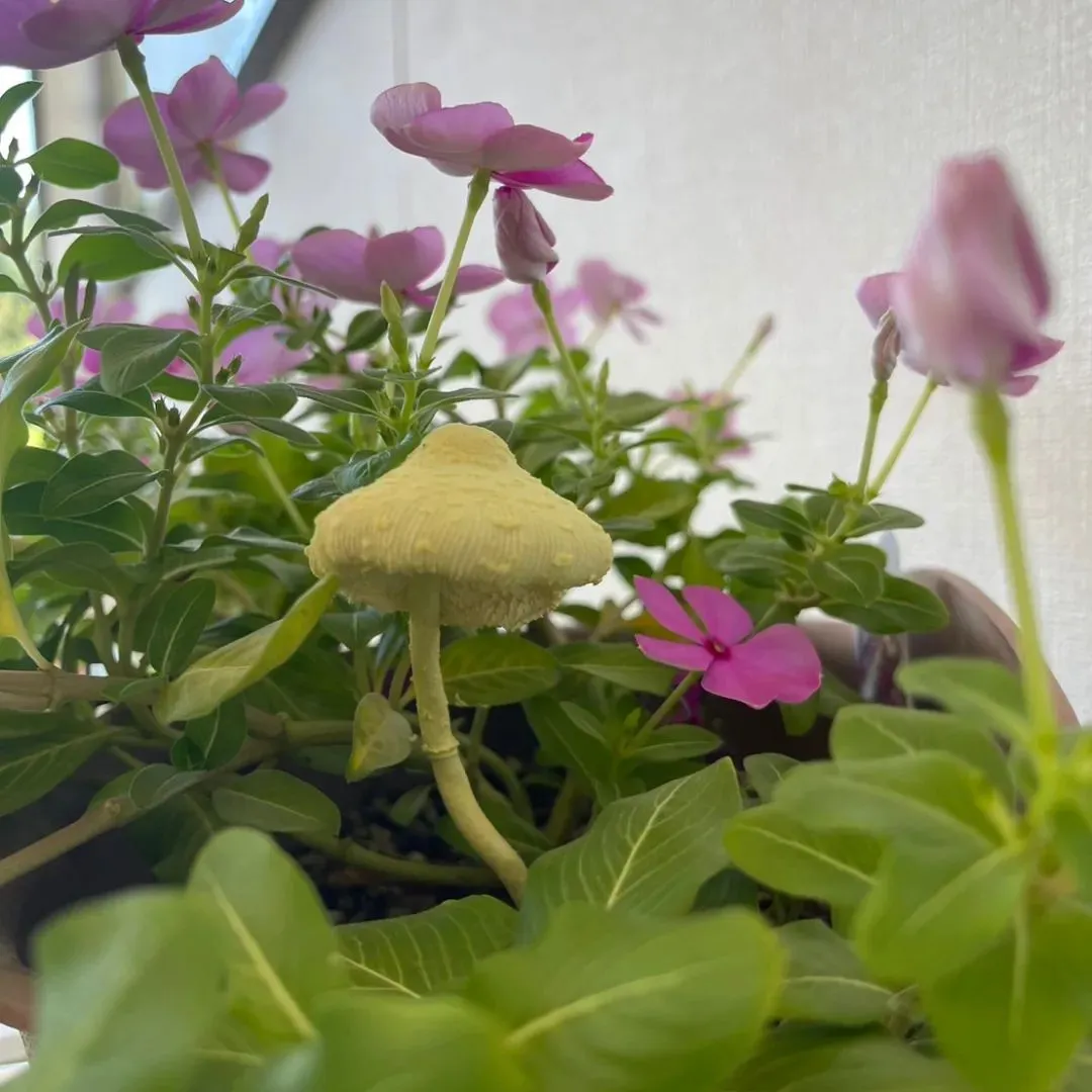 はるのひに幸せを運ぶ🍄生える✨