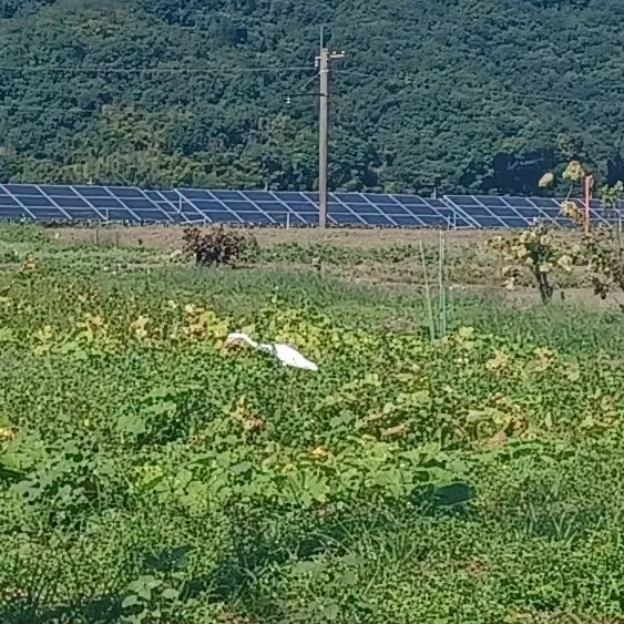 訪問看護に向かう途中