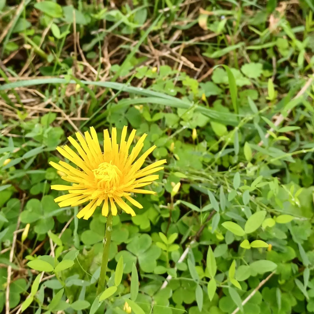 リハビリをかねて　自然散策