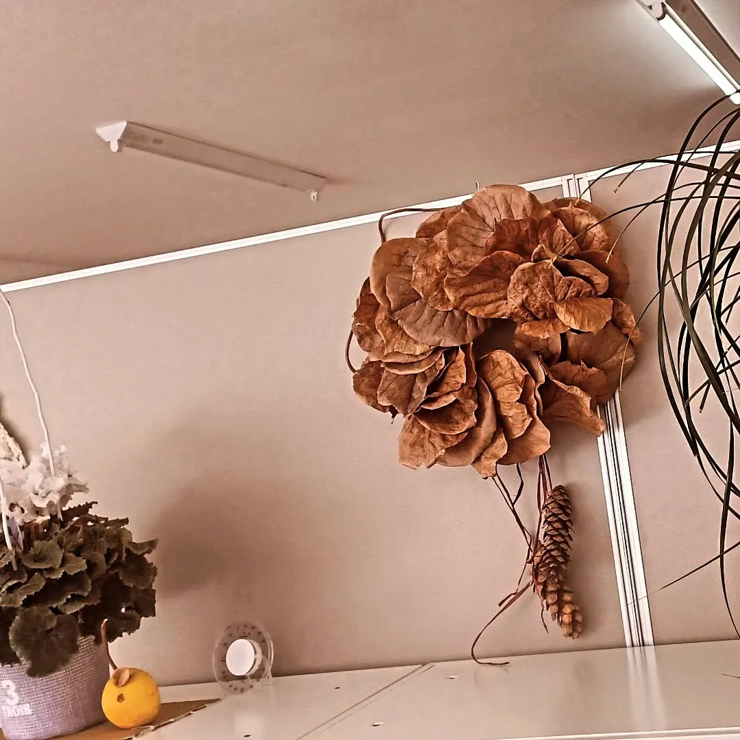 はくもくれんの葉っぱリース✨🎄✨