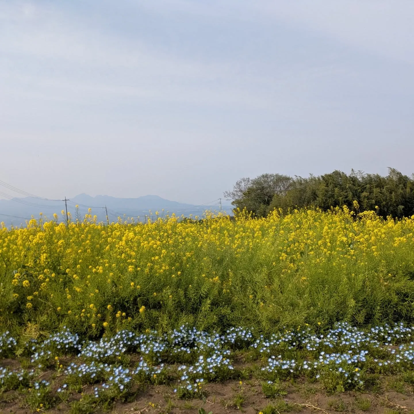 鼻高展望花の丘