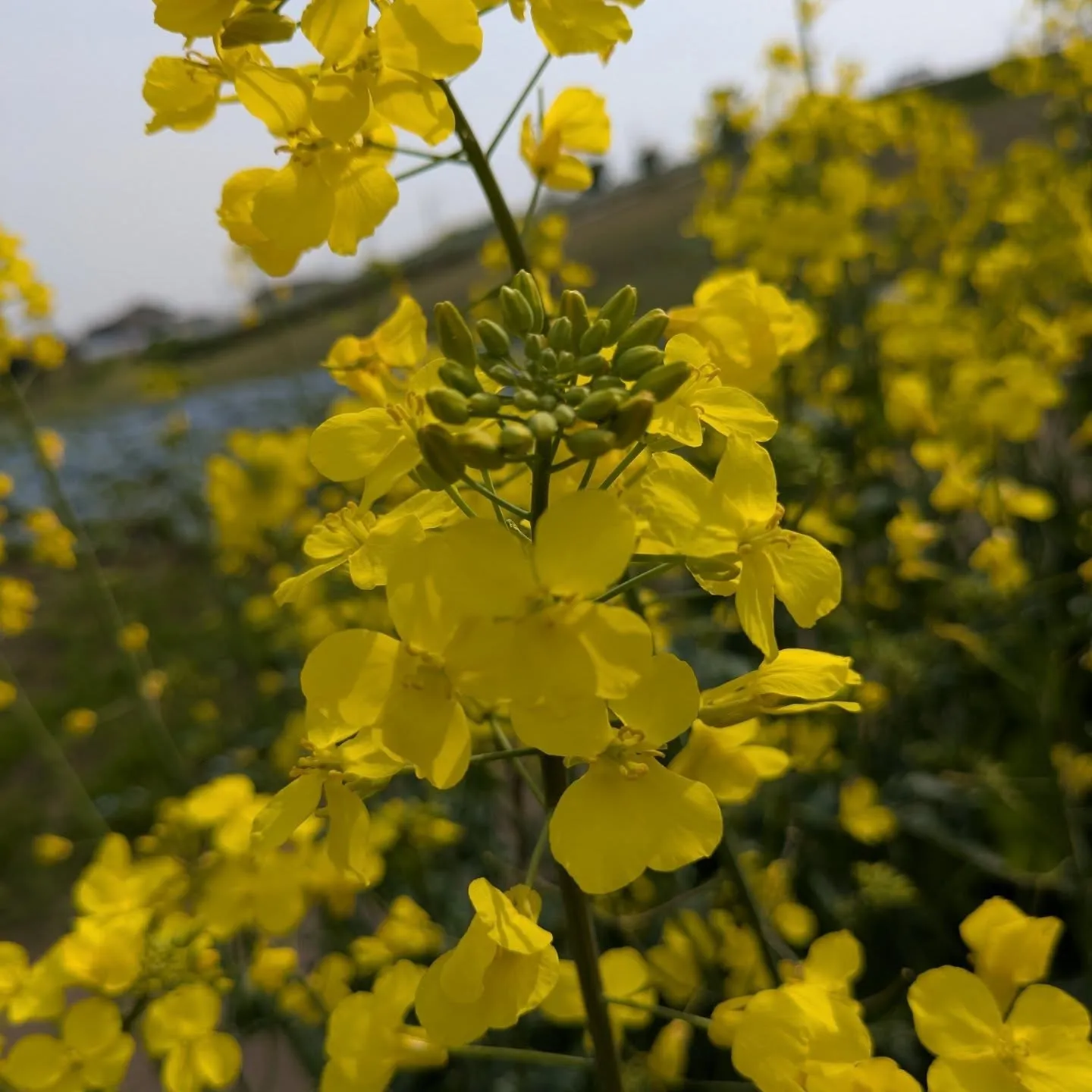 鼻高展望花の丘