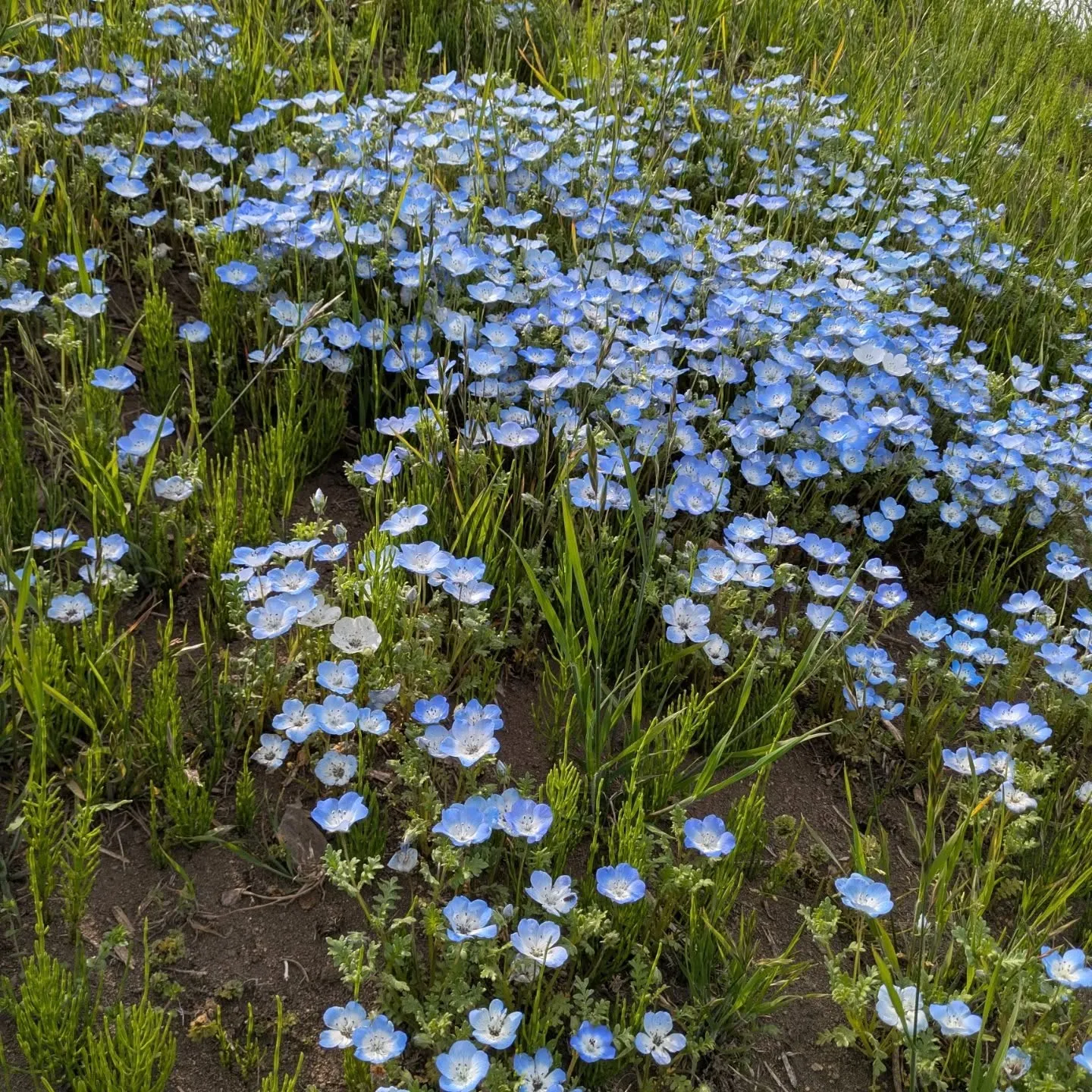 鼻高展望花の丘