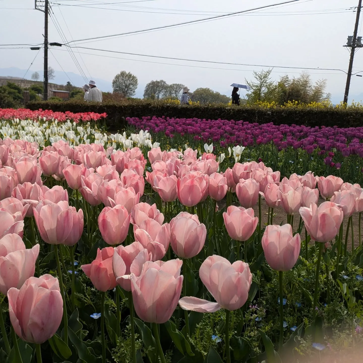 鼻高展望花の丘