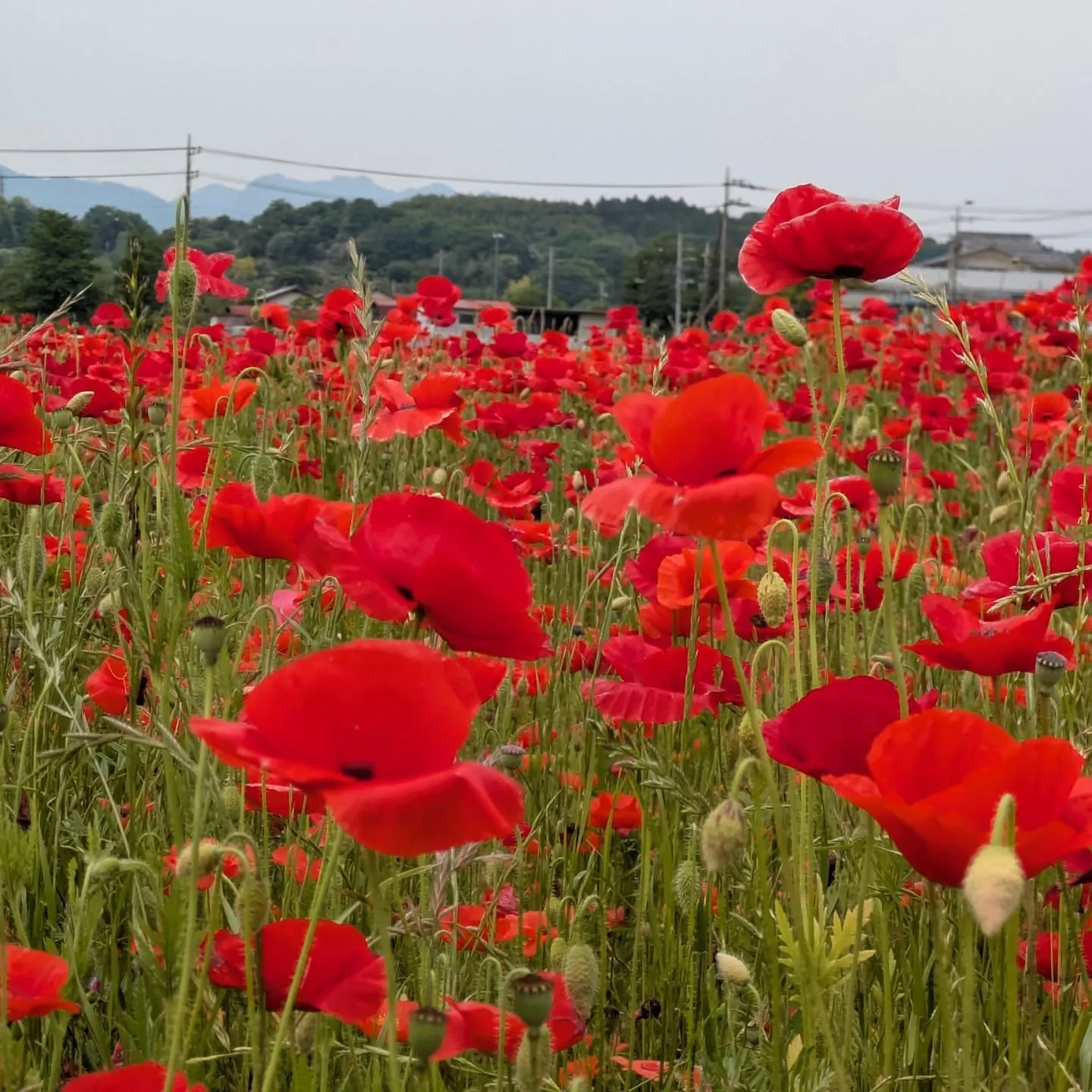 松井田への訪問看護の帰り