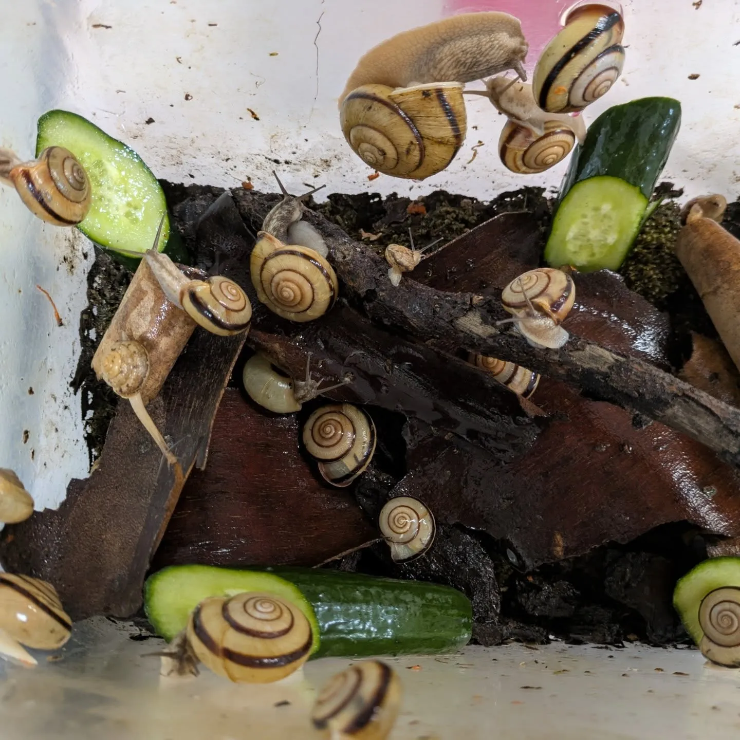 代表のペット6番目の皆様