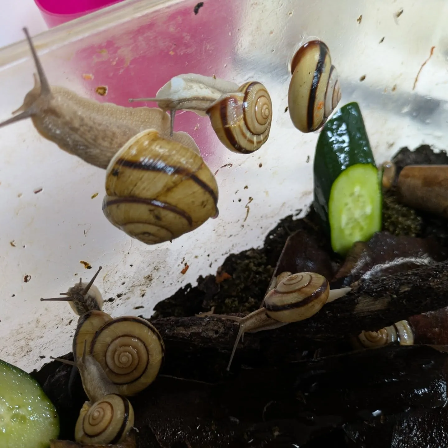 代表のペット6番目の皆様