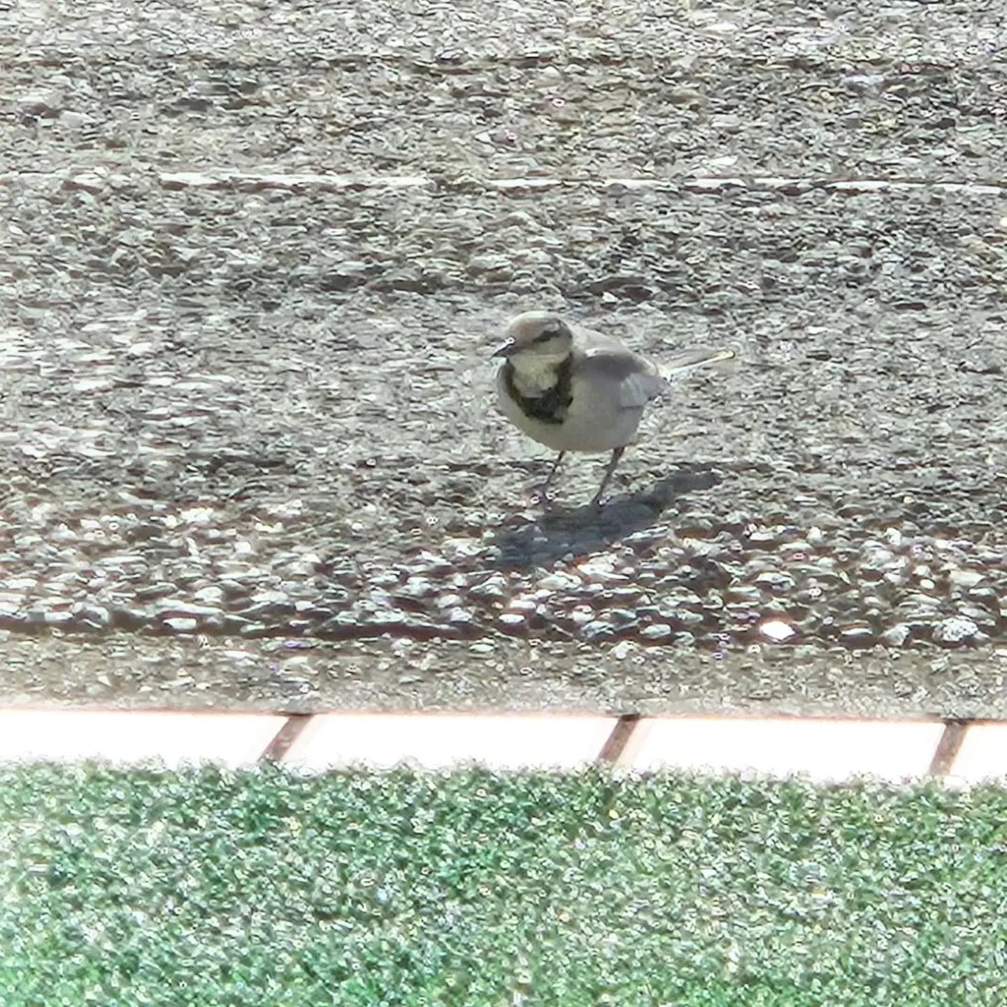 お米を食べに野鳥飛来
