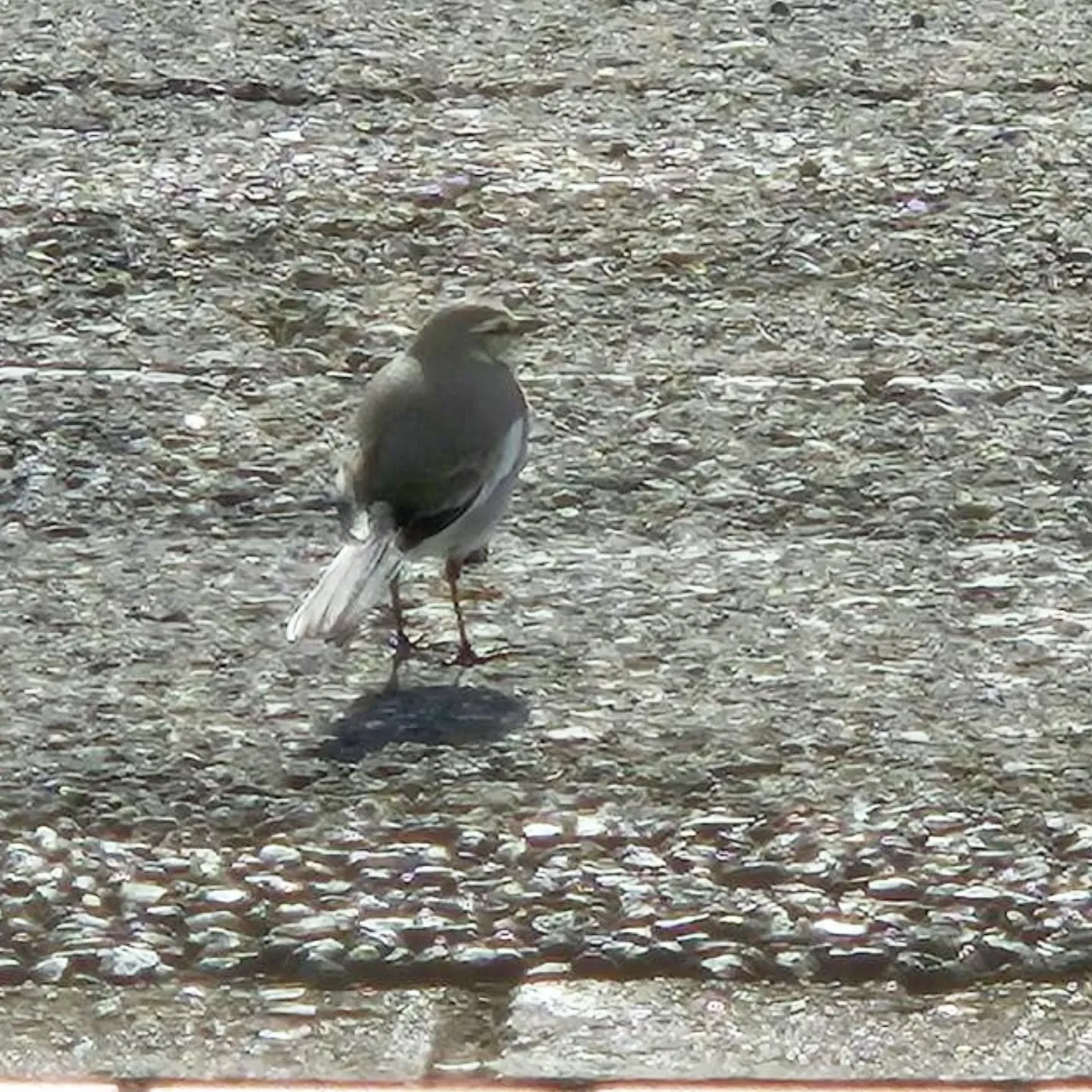 お米を食べに野鳥飛来