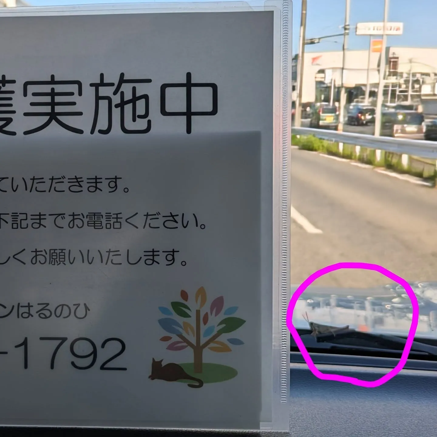 トノサマバッタ（赤ちゃん👶）